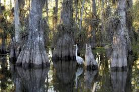 Birds in the Everglades